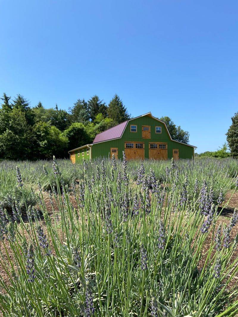 Lavender on the Bryn at Penbryn Farms