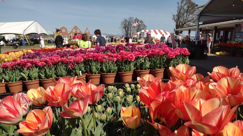 Food, Crafts, and the Market Scene