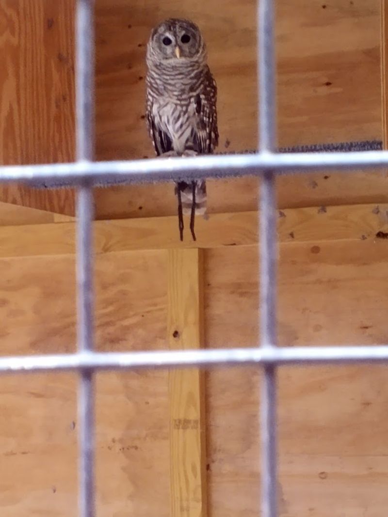 The Critter Cams That Will Ruin Your Productivity