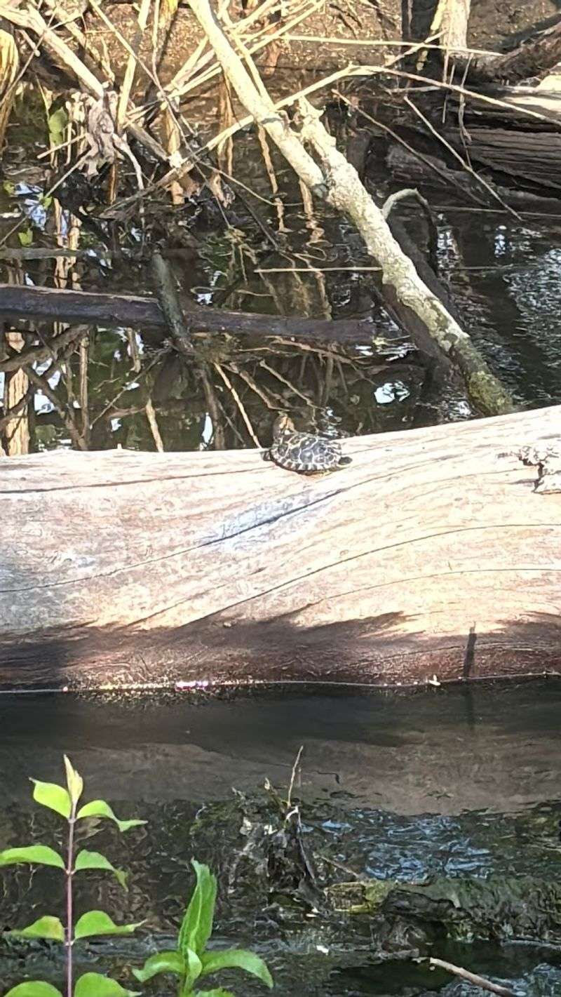 Wildlife and Natural Habitat Along Every Mile