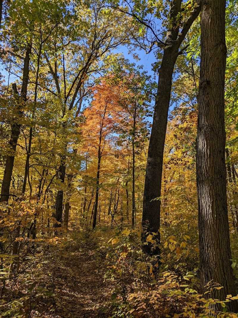 Great Horned Owls Are the Real Stars Here