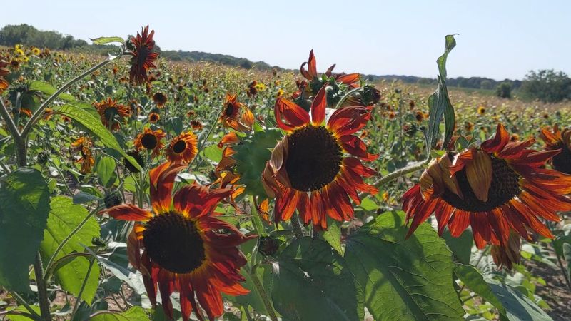 Orchard Views That Set The Mood