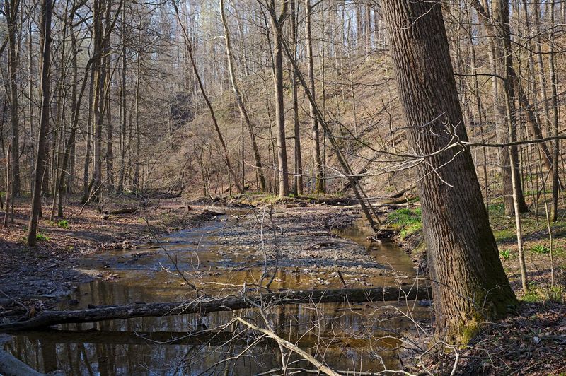 The Tall Timbers Trail Experience
