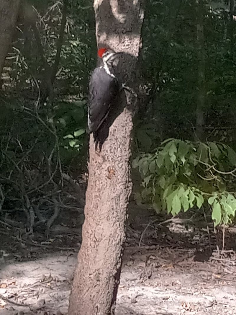 Wildlife Encounters Right Inside the City Limits