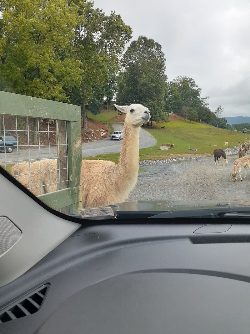 Messy Car Reality Check