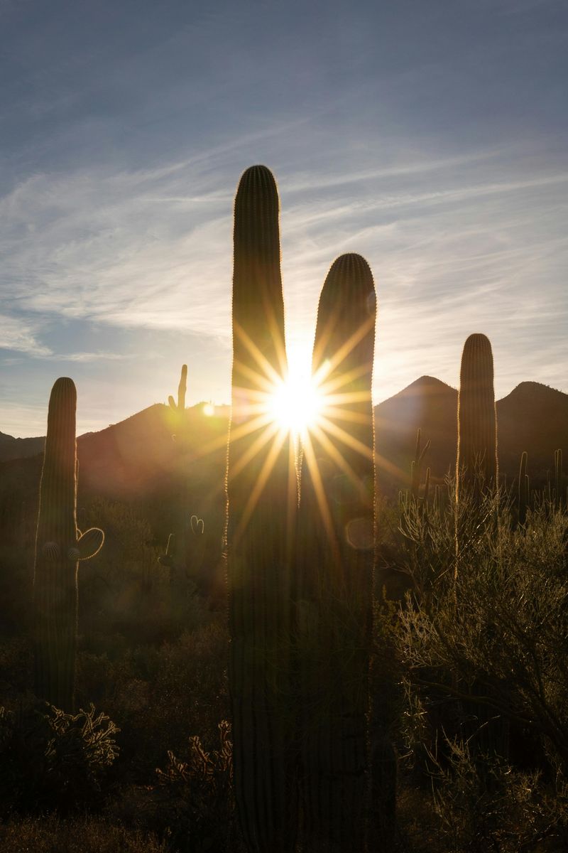 Saguaro Counts As Highly Safeguarded Under Arizona Native Plant Law