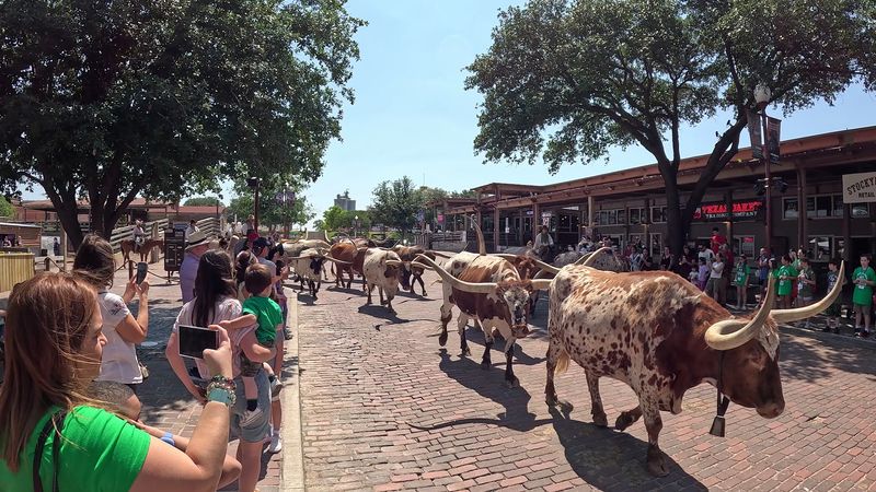 See The Famous Longhorn Cattle Drive