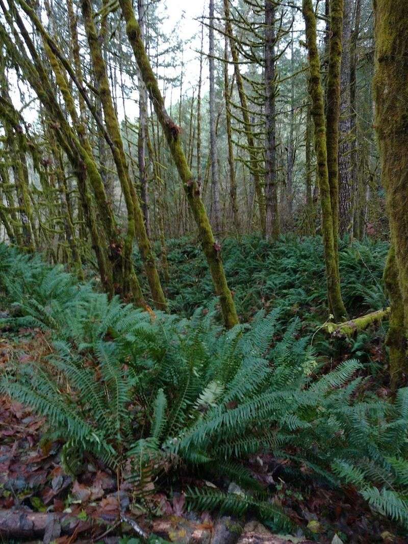 Wildlife and Nature Along the Way