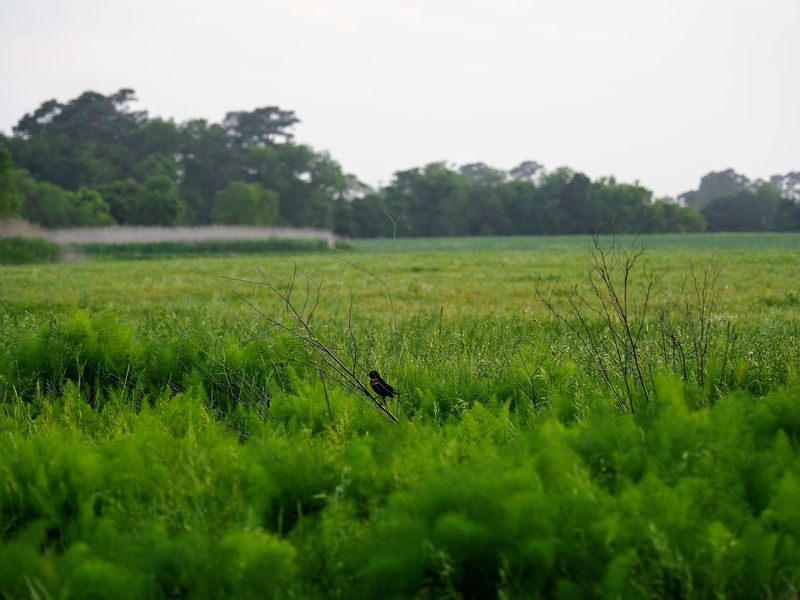 Chincoteague National Wildlife Refuge: A Birdwatcher's Paradise