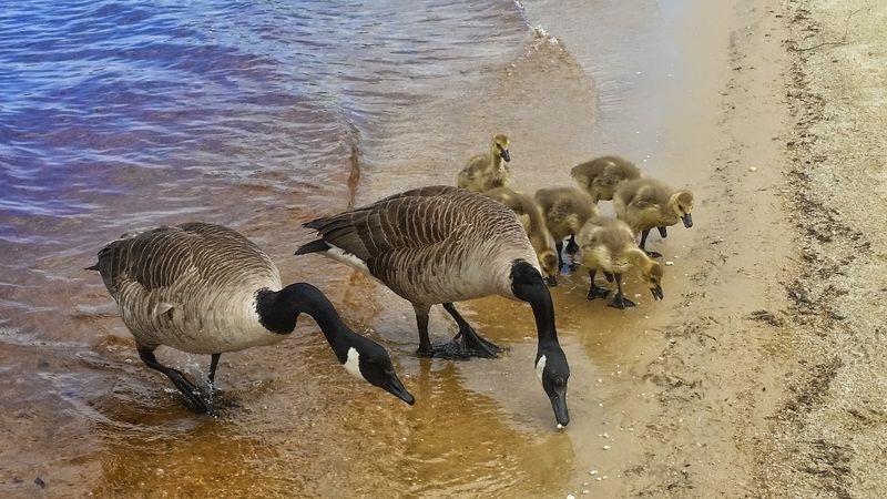 Wildlife and Nature of the Pine Barrens: What Lives Along the Trail