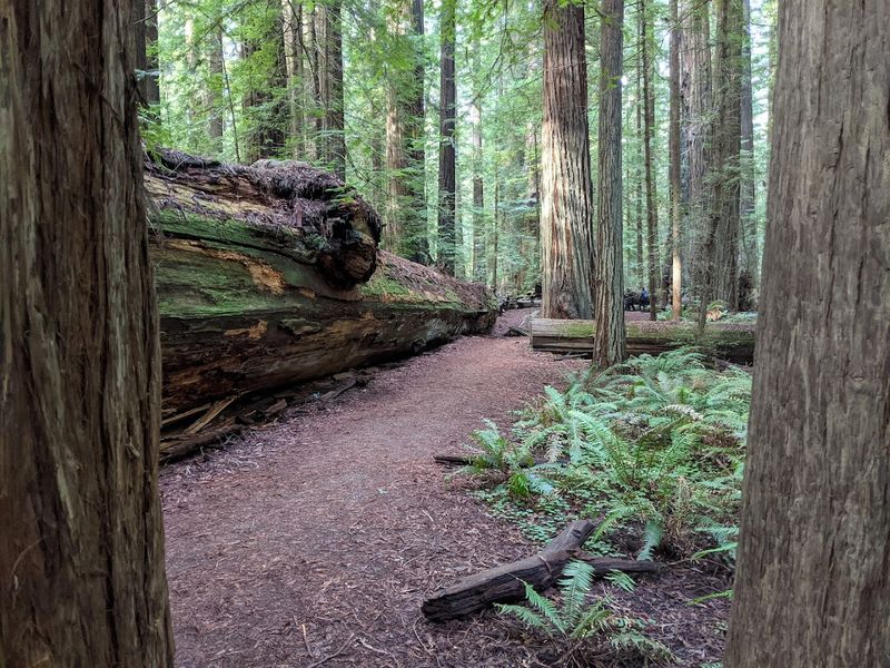 Nearby Redwoods Trails That Feel Extra Calm Before Summer