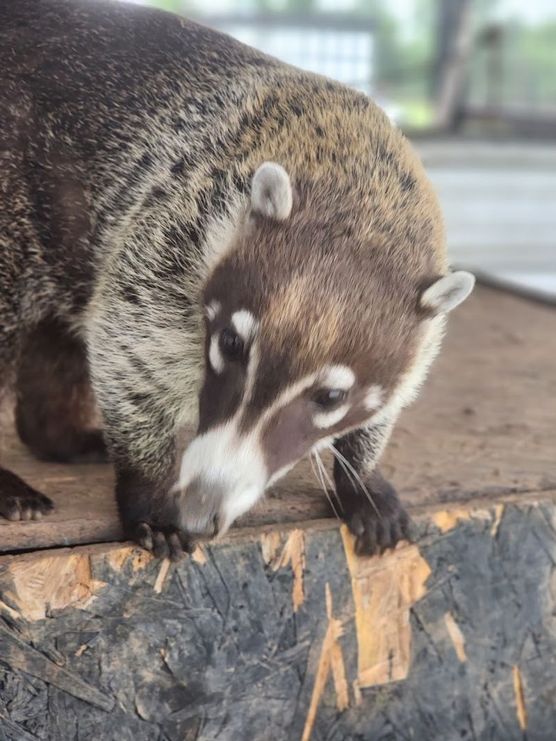 The Skunk Encounter Nobody Sees Coming