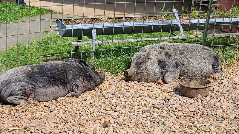 The Farm Animals That Steal the Show Every Time