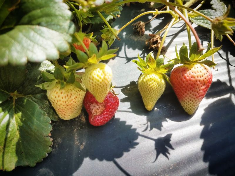 U-Pick Seasons That Make The Visit More Fun