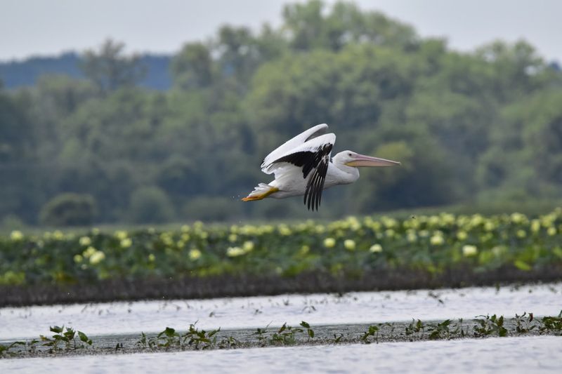 The Visitor Center Overlook With Panoramic Marsh Views
