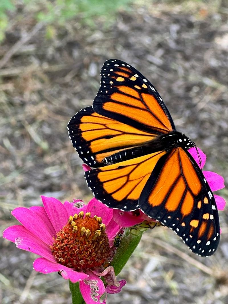 Monarch Butterflies Pass Through Like a Living Orange Blizzard
