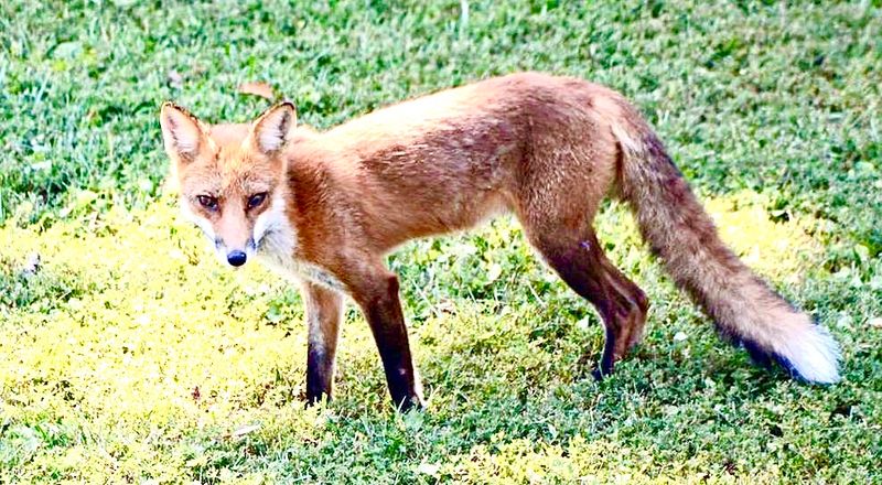 Red Foxes and the Caregivers Who Dress Like Them