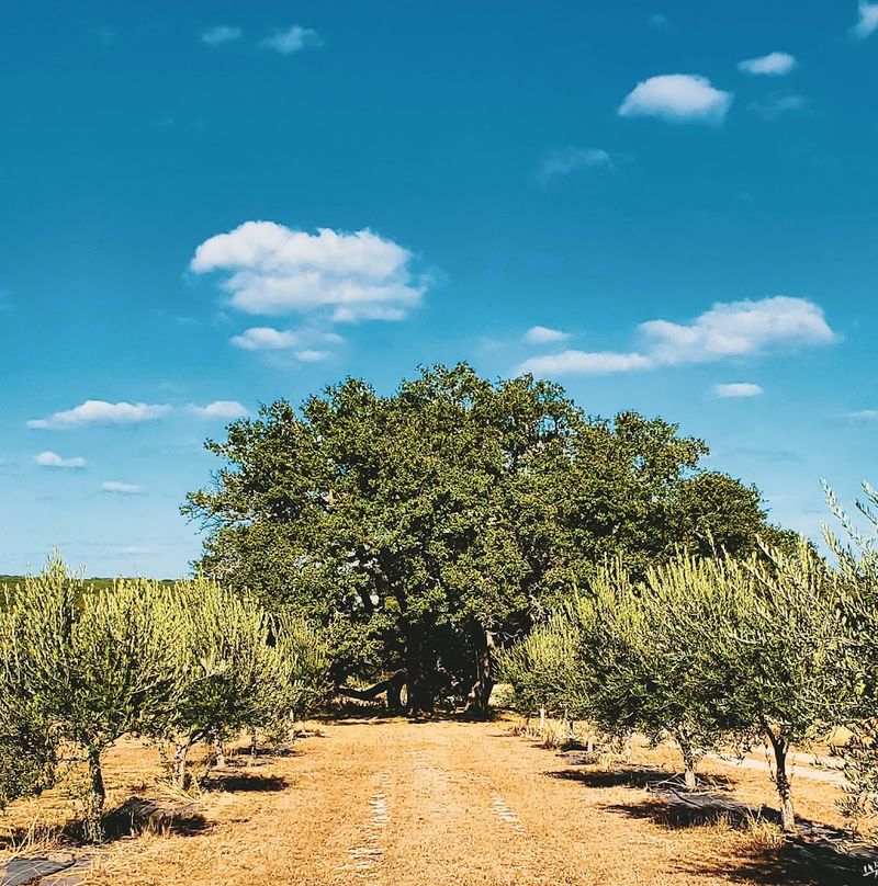 Farm Tours That Make Olive Oil Make Sense