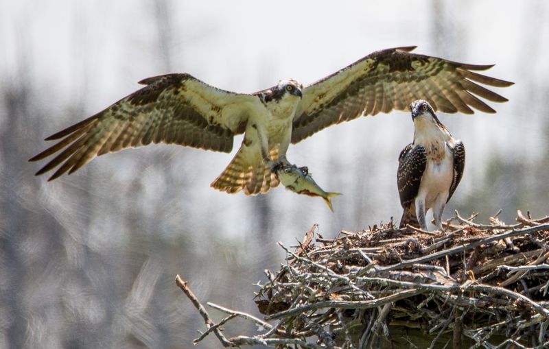 Wildlife Spotting That Will Genuinely Surprise You