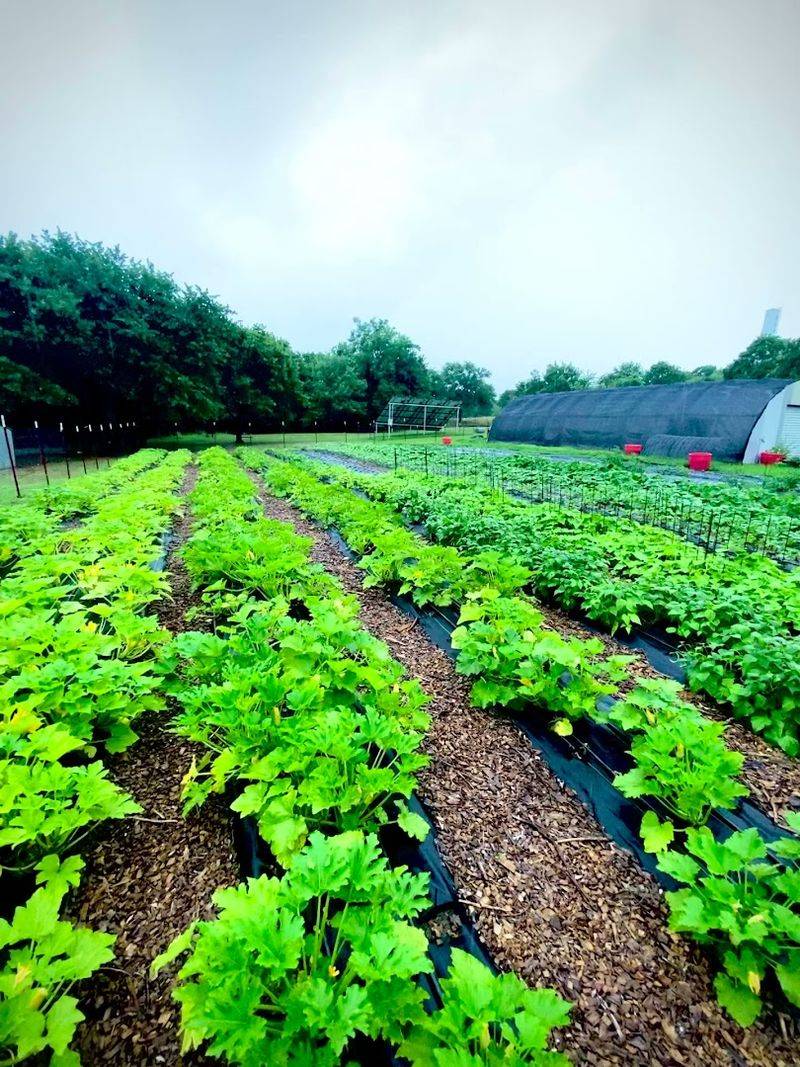 Planning Your Visit To Merry Meadows Farm