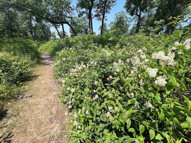 Wildflowers That Bloom in Surprising Variety