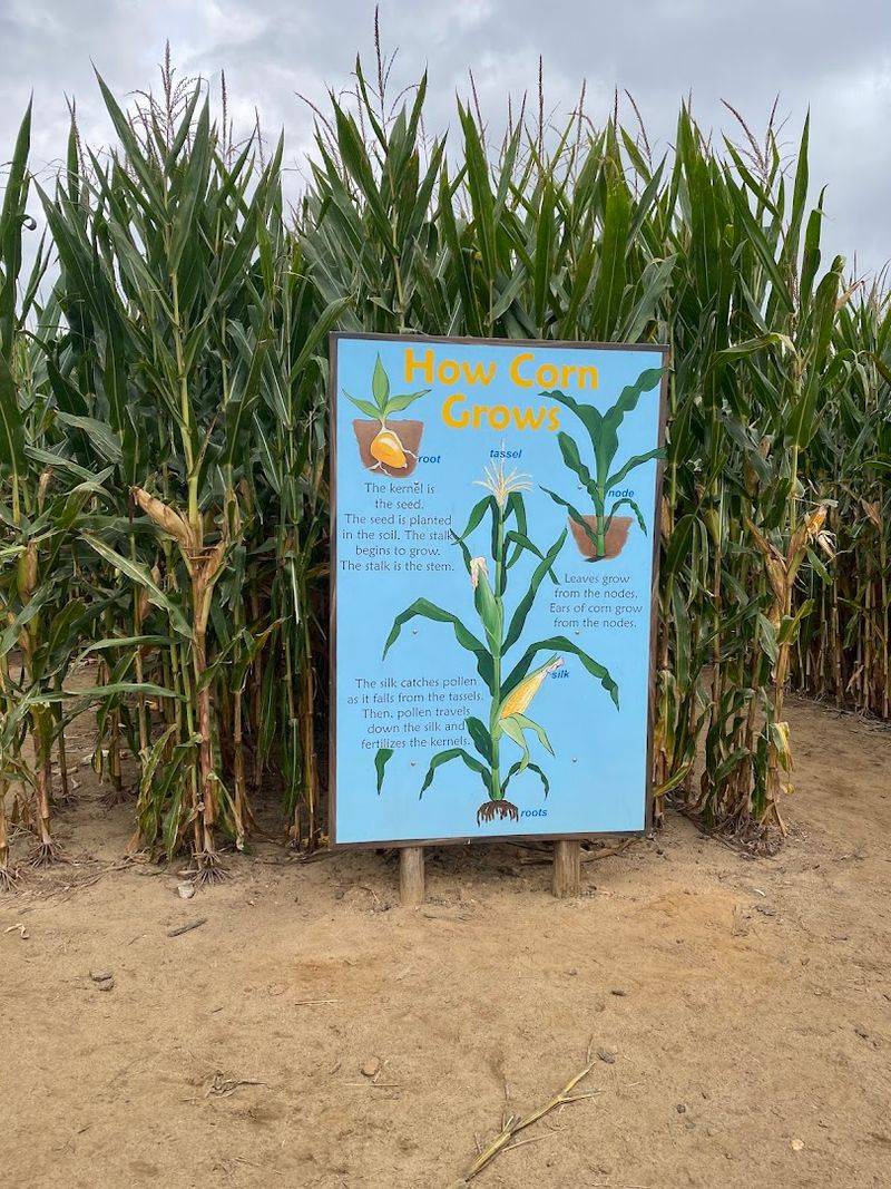 The Corn Maze: Getting Pleasantly Lost Is Half the Fun