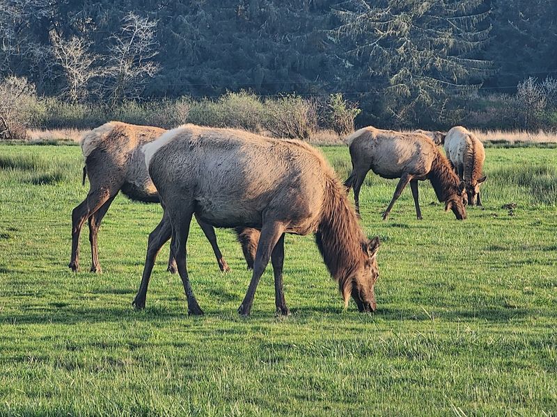 Photography Tips for Capturing the Elk Up Close