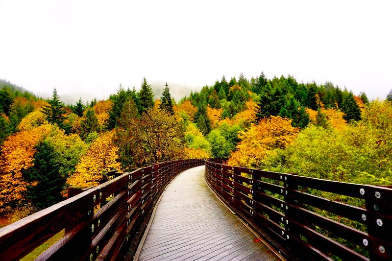 Hiking Through Dense Oregon Forest
