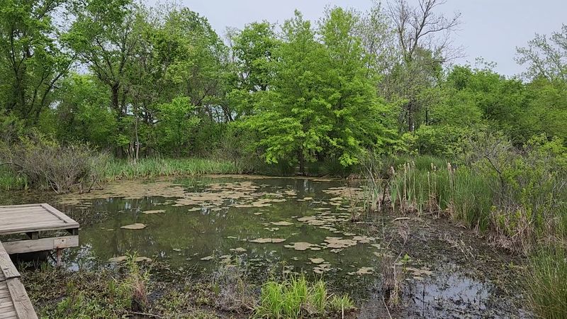 The Ponds and Observation Decks Slow Everything Down