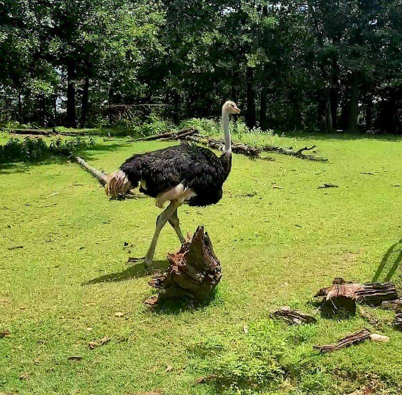 Ostriches Are Entertaining and Slightly Terrifying All at Once