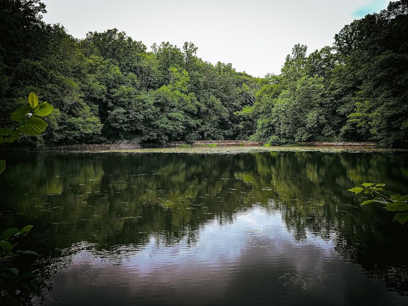 Fishing in Brass Castle Creek: Trout and Tranquility