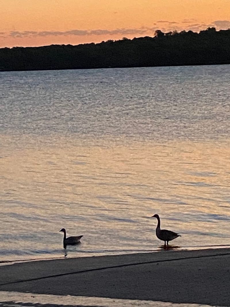 Wildlife Encounters Worth Slowing Down For