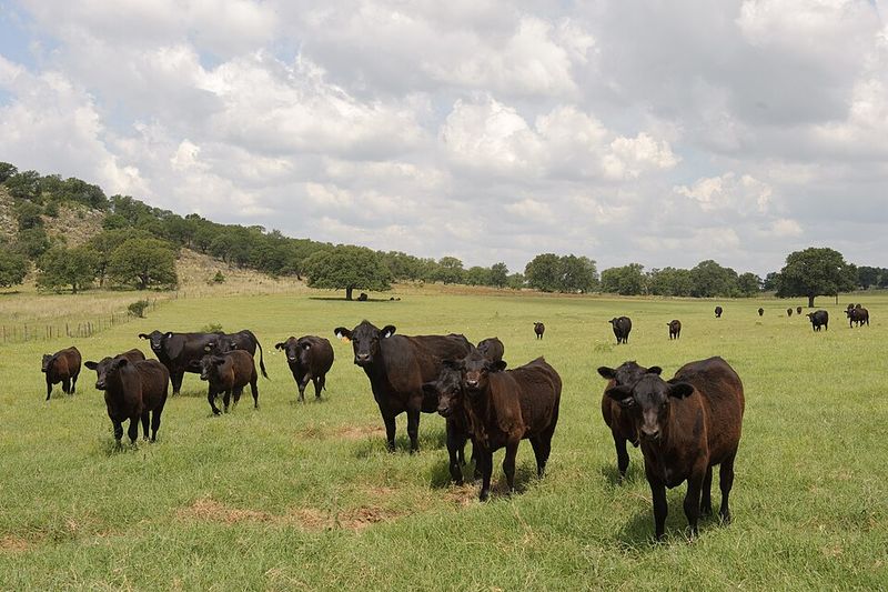 The Natural Beauty of the Hill Country Surrounding Mason