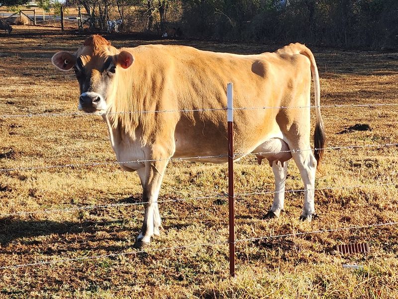 O'Brien Family Farm, Claremore