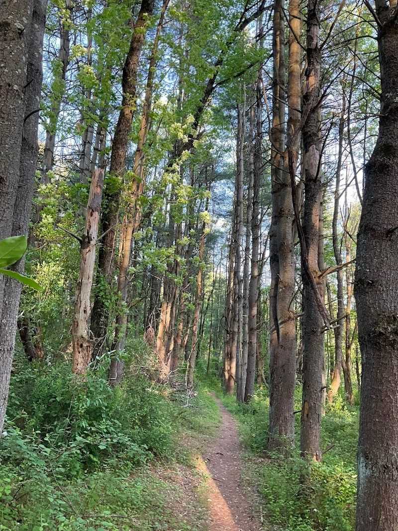 The Green Team Vision That Keeps This Borough Beautiful