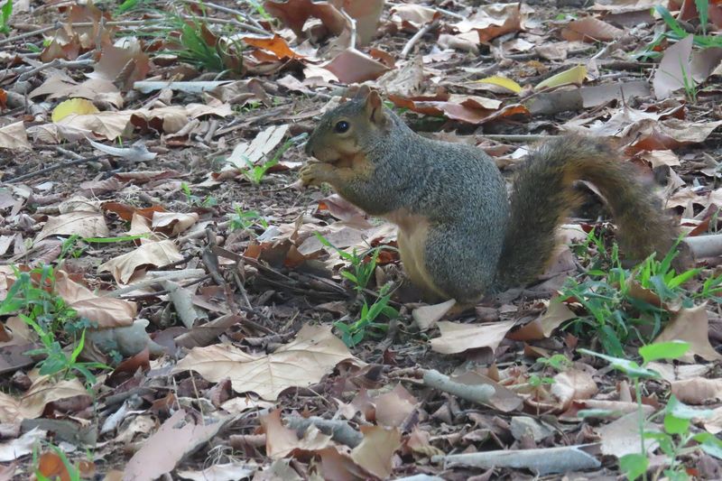 Wildlife, Squirrels, and the Art of Being Ignored