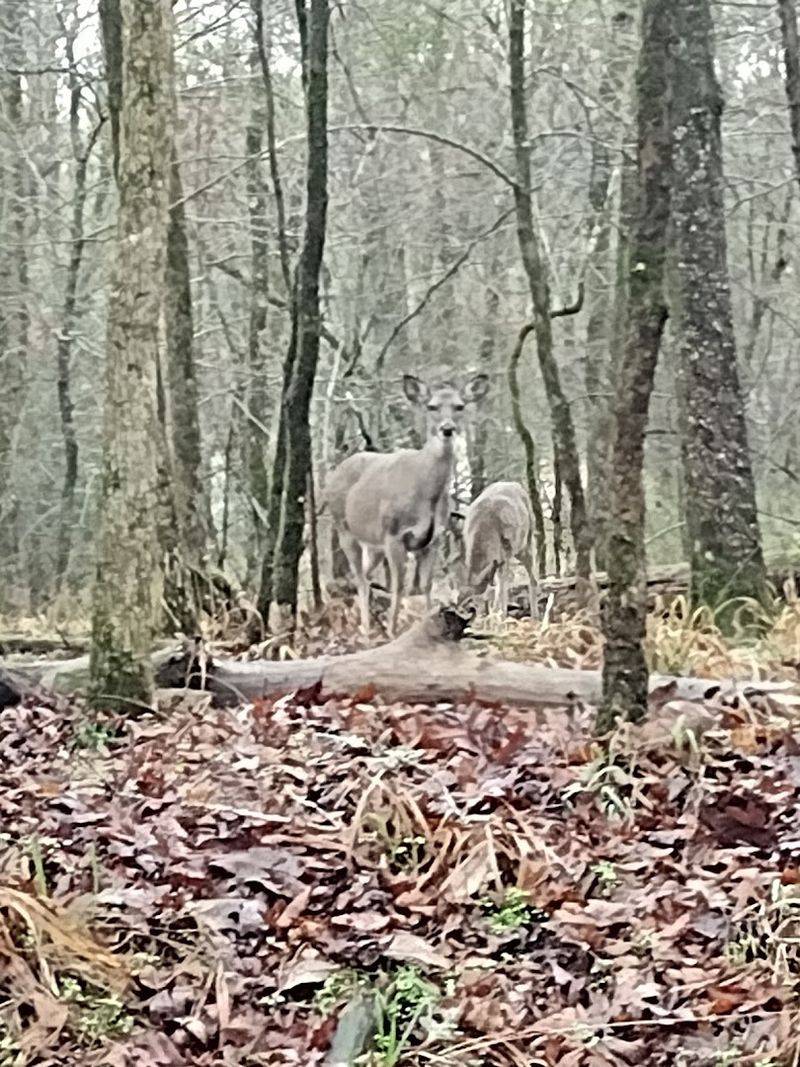 Wildlife Encounters Remind You the World Is Still Wild
