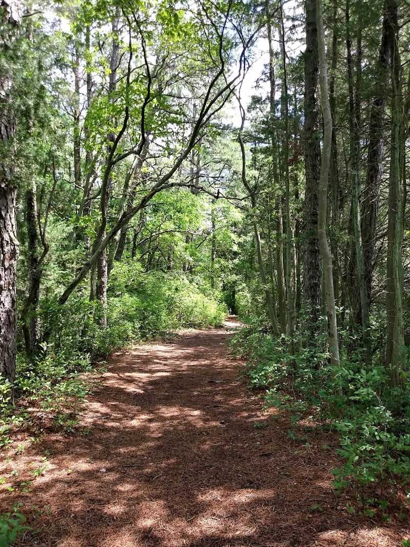 Biking the Trails Through Cranberry Bogs and Sand