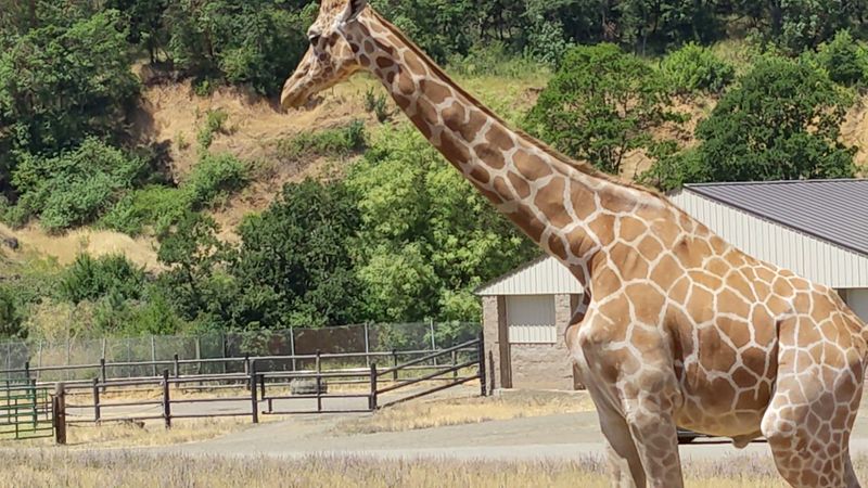 Planning Your Visit to Wildlife Safari in Winston, Oregon