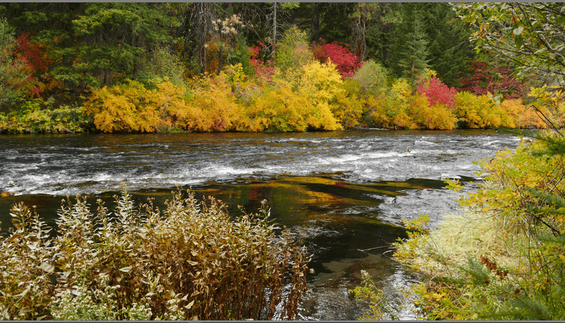 Fly Fishing on the Metolius: A River Built for It