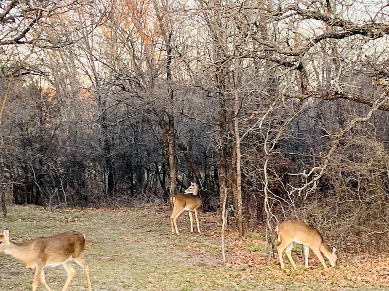 Wildlife and Birdwatching Along the Shoreline