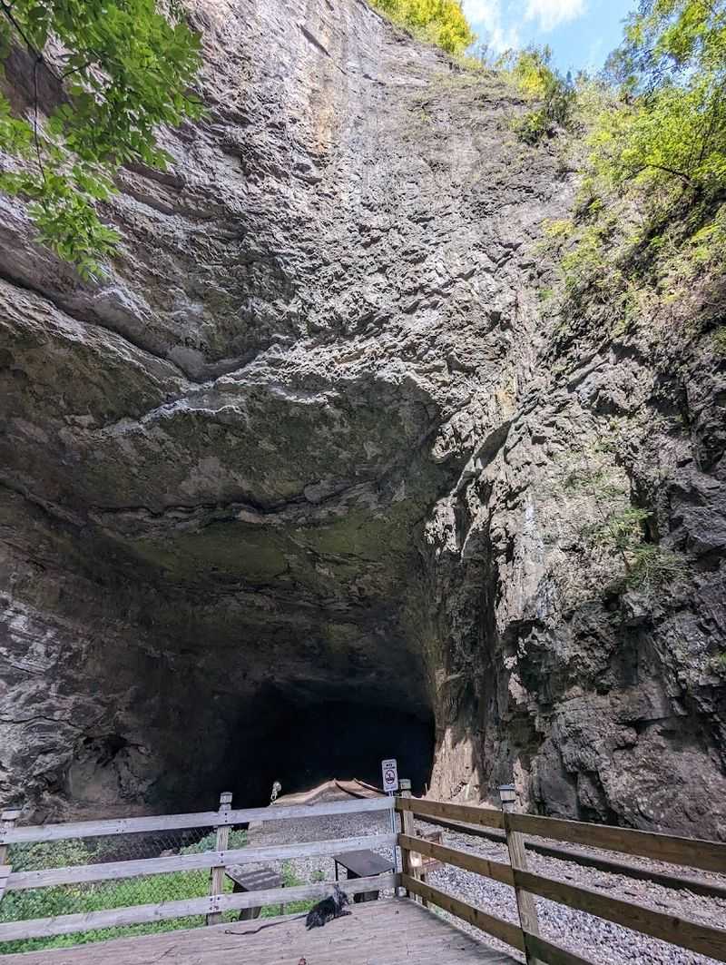 The Cove Ridge Center and Environmental Education Programs