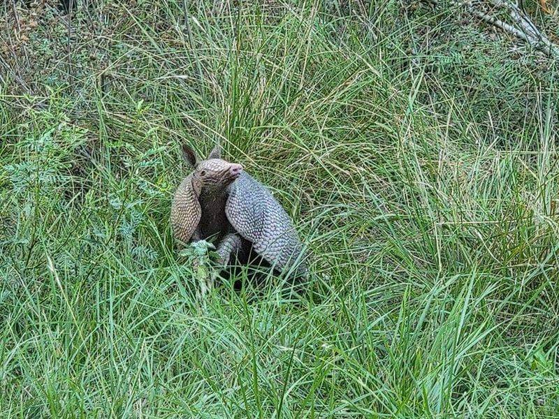 Wildlife That Shares the Park With You