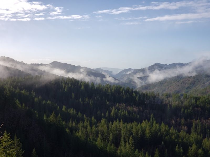 Navigating the Forest: Maps, GPS, and Getting Un-Lost