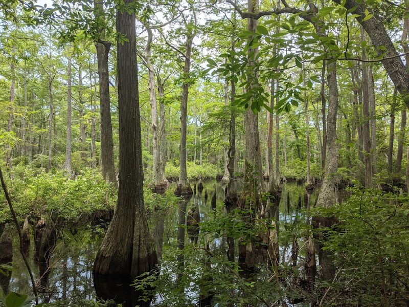 Cypress Swamps Straight Out of a Fantasy Film