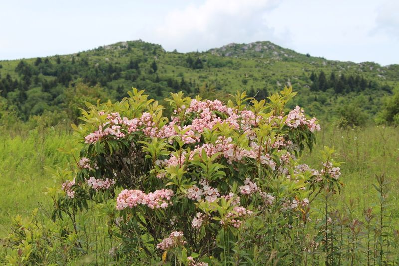 Rhododendron Trail and the Appalachian Trail Connection
