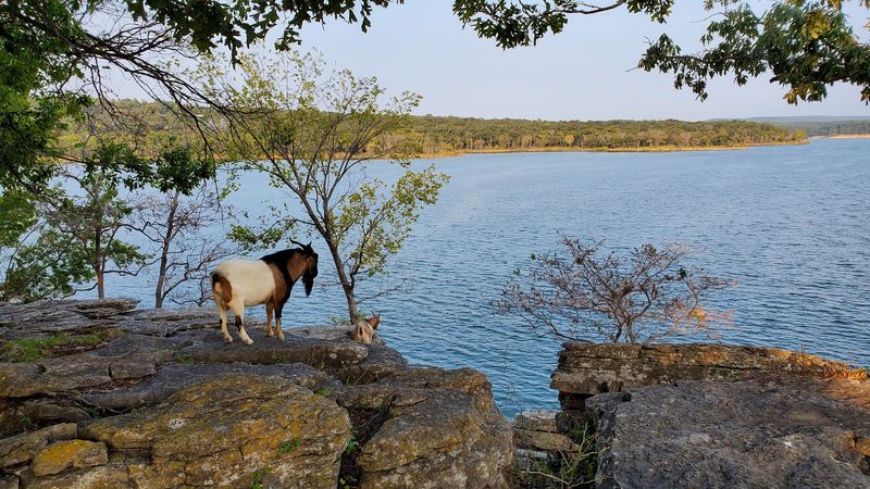 Swimming and Playing in the Lake Around the Island