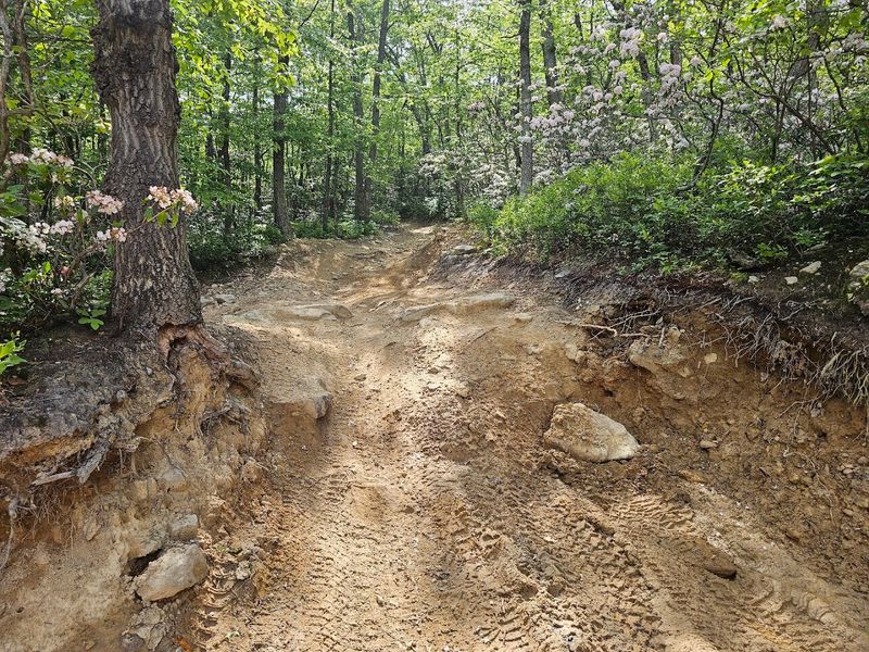 Skill Levels and Trail Variety: Something Real for Every Rider