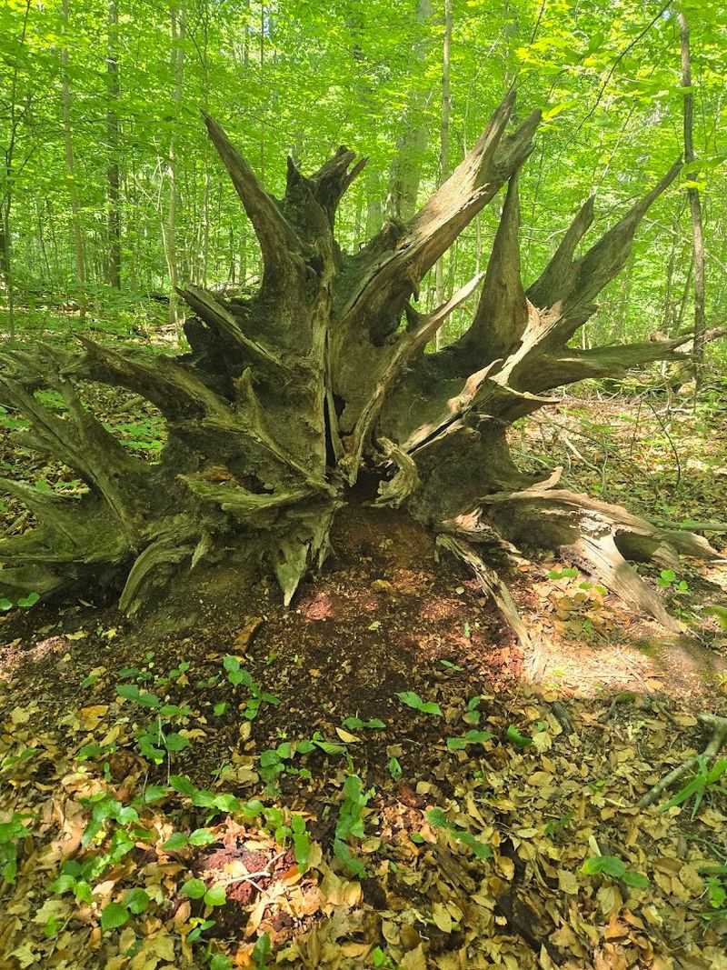 Rich History, Dark Legends, and the Shades of Death