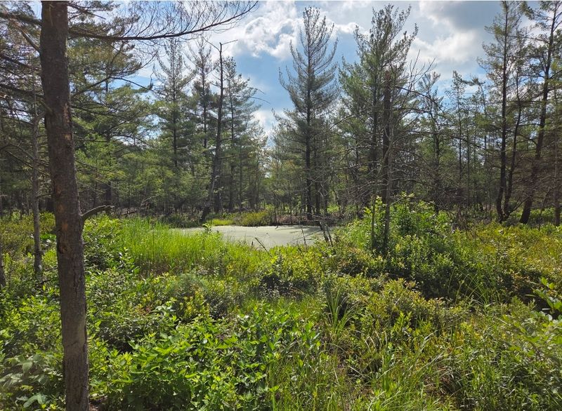 One of the Few Inland Kettle Bogs Left in the State